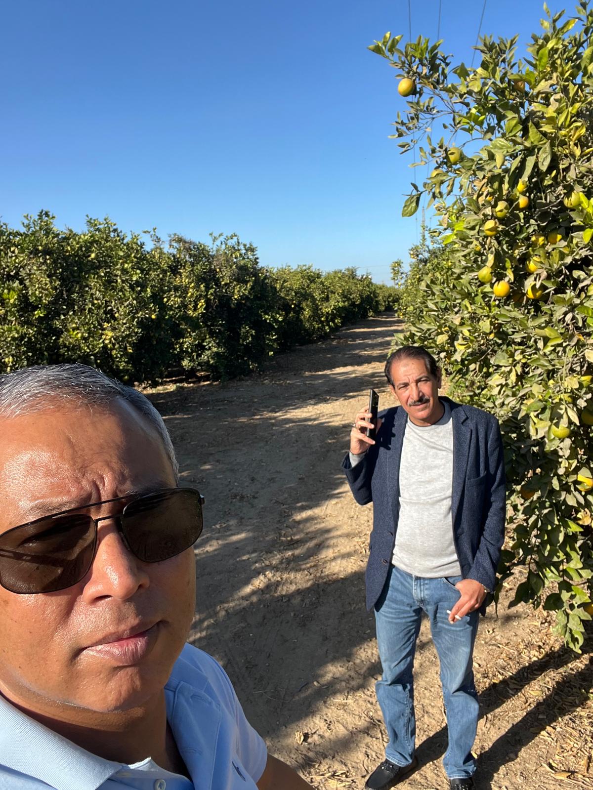 Egypt Citrus Farm
