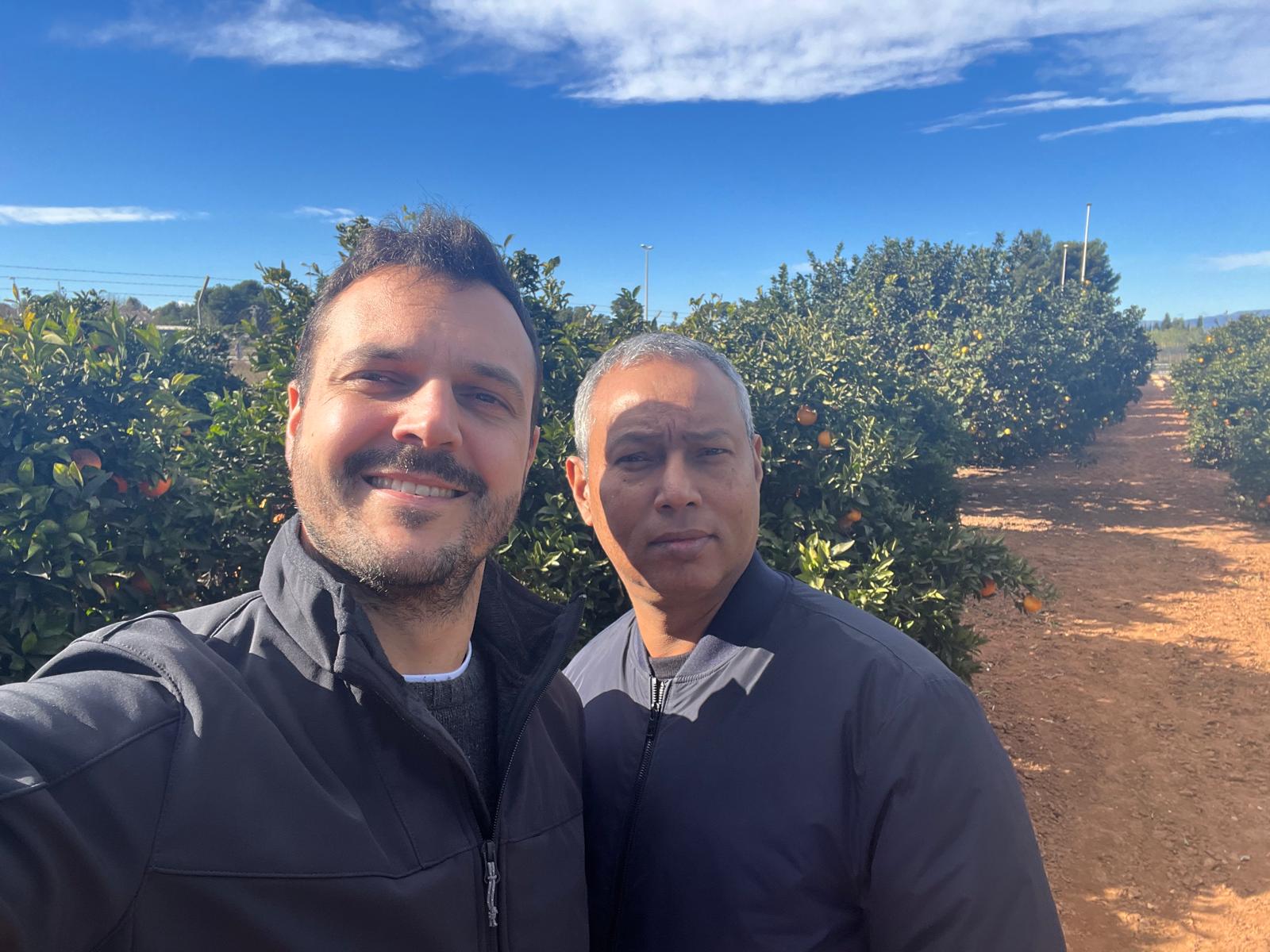 Orange Orchard, Spain